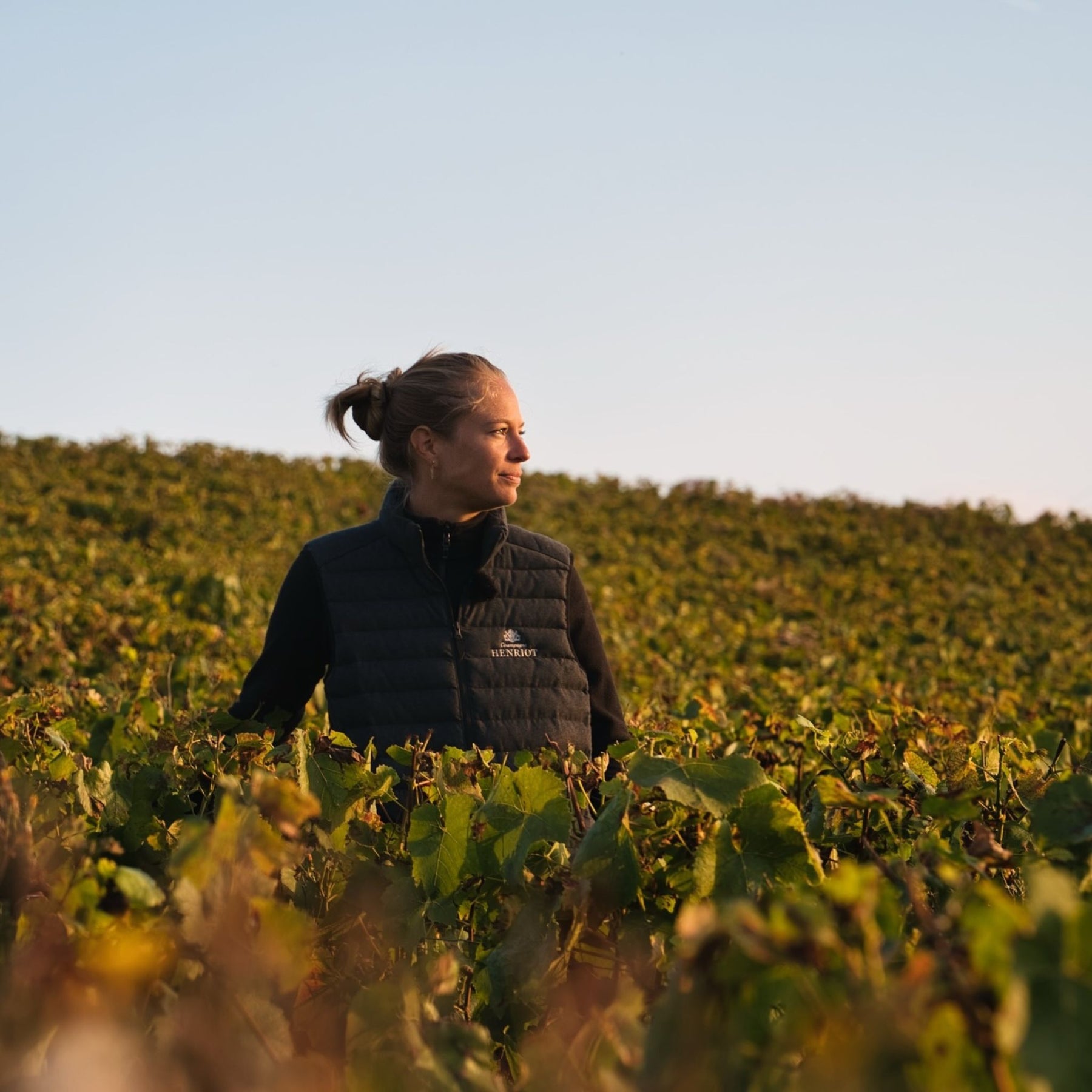 The house is also dedicated to sustainability through its Alliance Terroirs initiative, which promotes organic viticulture and environmentally conscious practices under the leadership of cellar master Alice Tétienne. - Kent Street Cellars