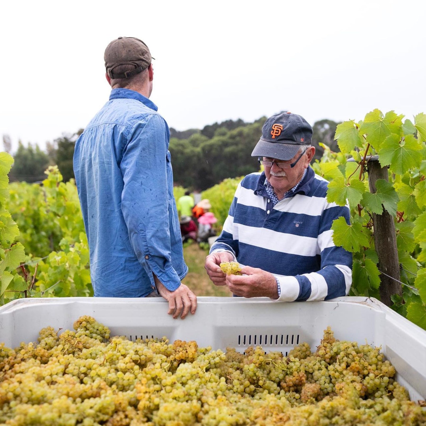 Tapanappa Tiers Vineyard Chardonnay 2019
