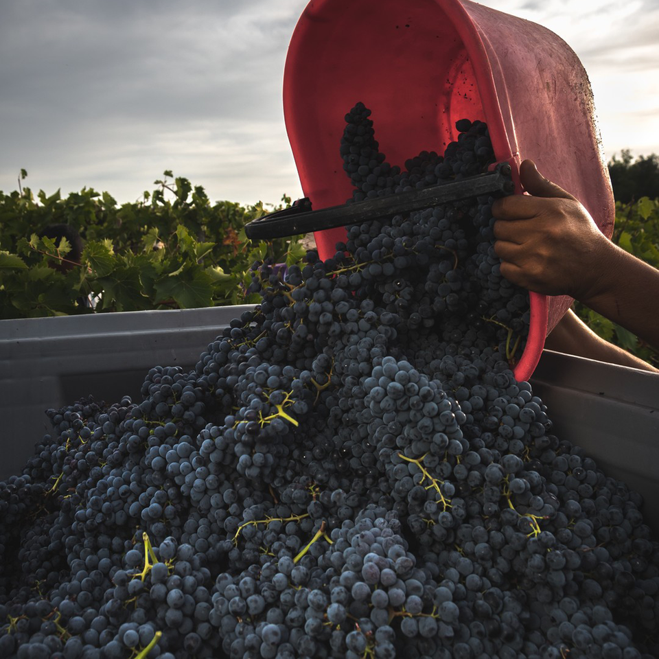 The Vineyard brand story