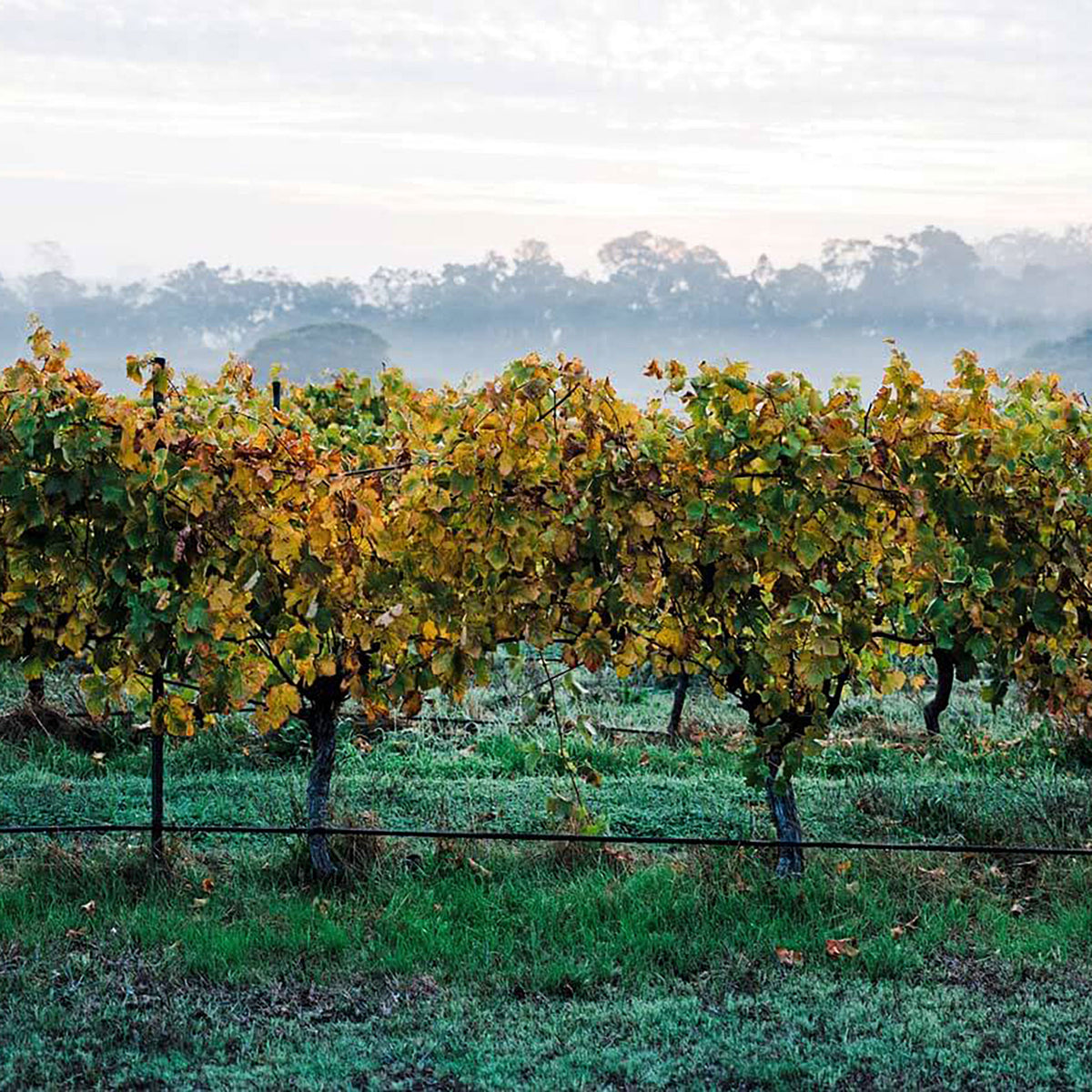 Pierro Fire Gully Chardonnay 2023 - Kent Street Cellars