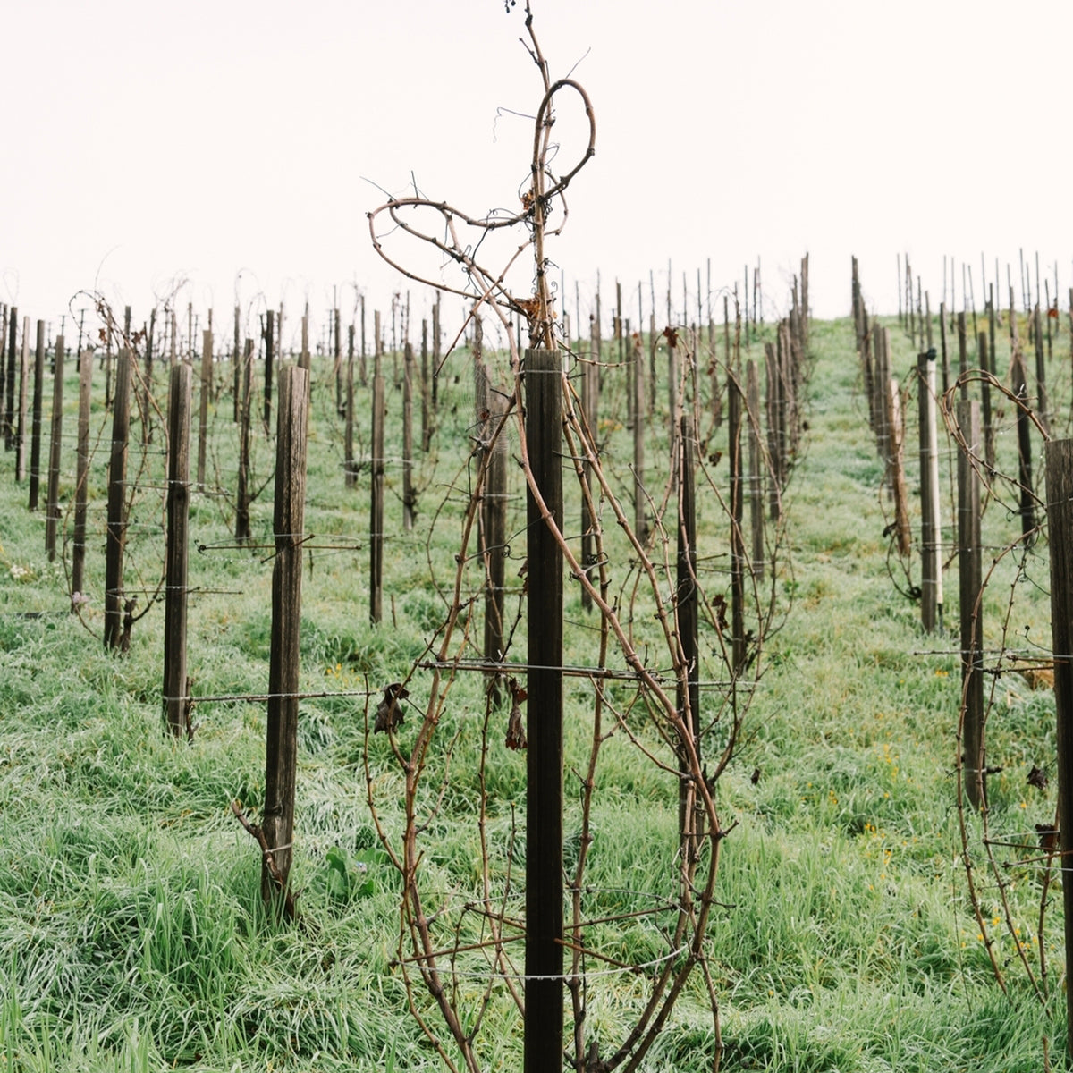 Harlan Estate 'The Mascot' Cabernet Sauvignon 2019