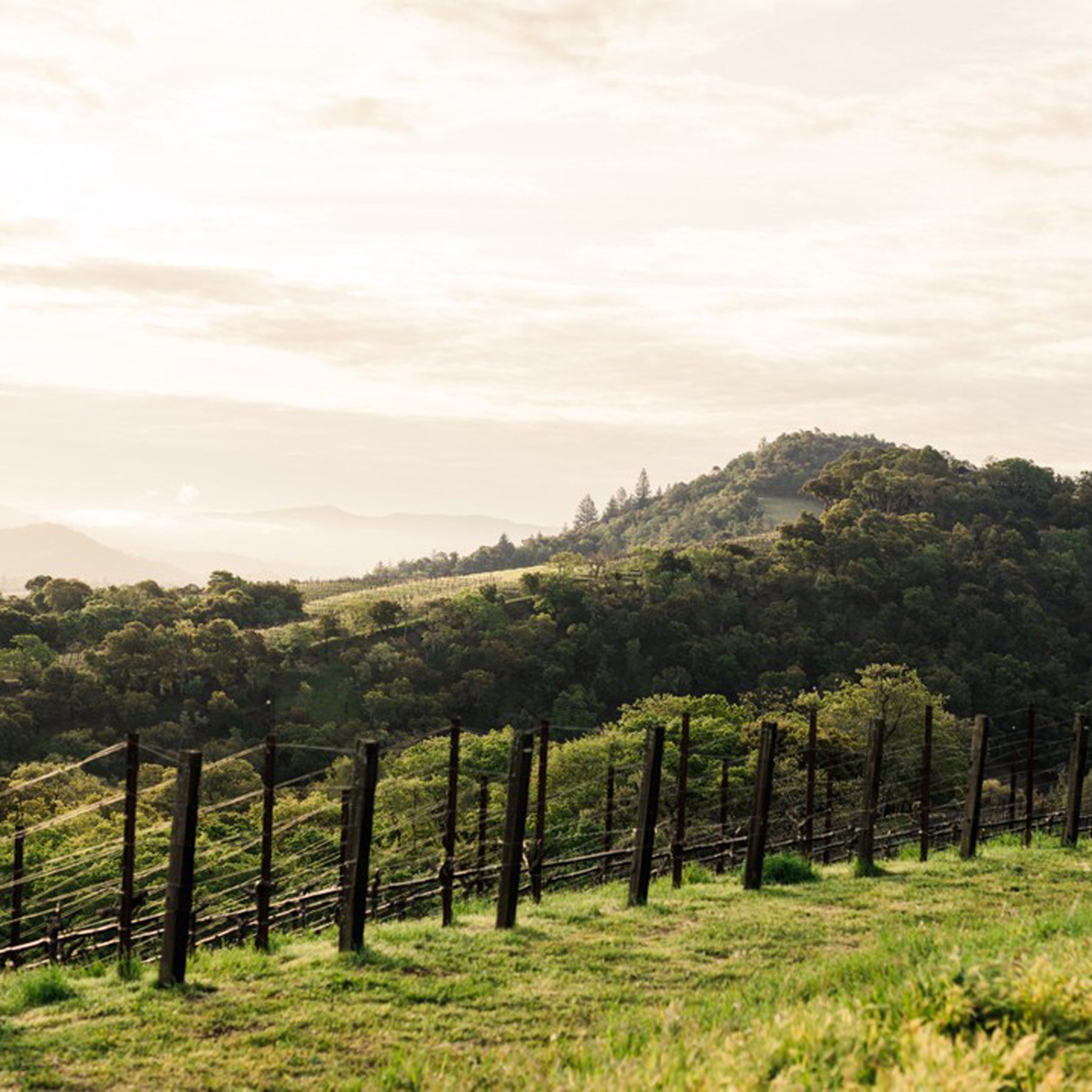 Harlan Estate 'The Mascot' Cabernet Sauvignon 2019