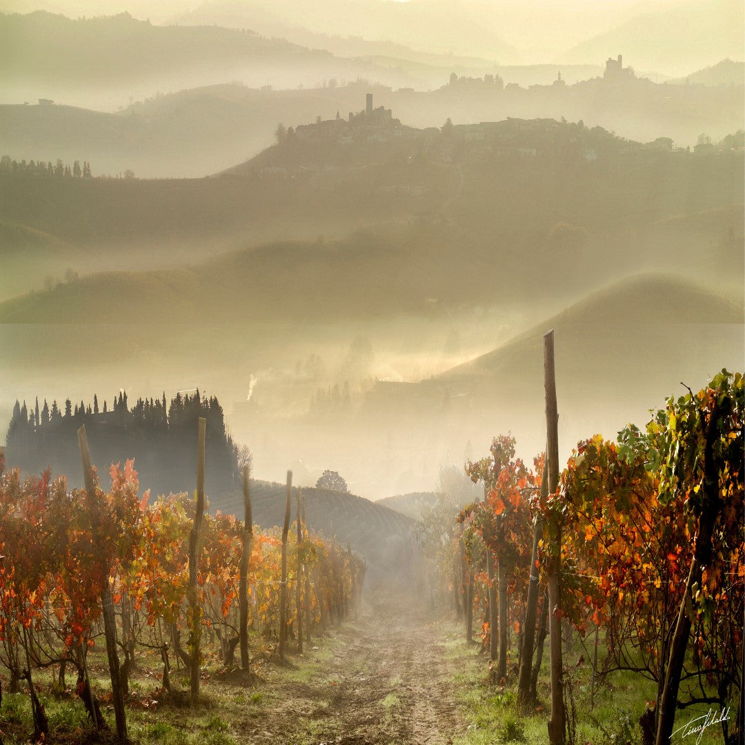 Massolino Vineyard - Kent Street Cellars