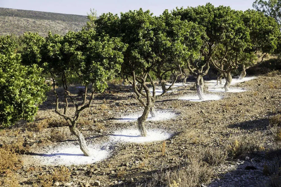 The Mastic Tree brand story