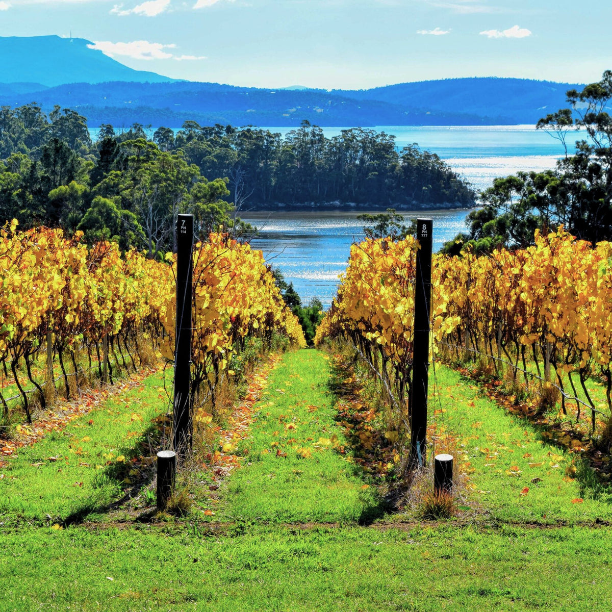Mewstone Vineyard View, D’Entrecasteaux Channel, Tasmania - Kent Street Cellars