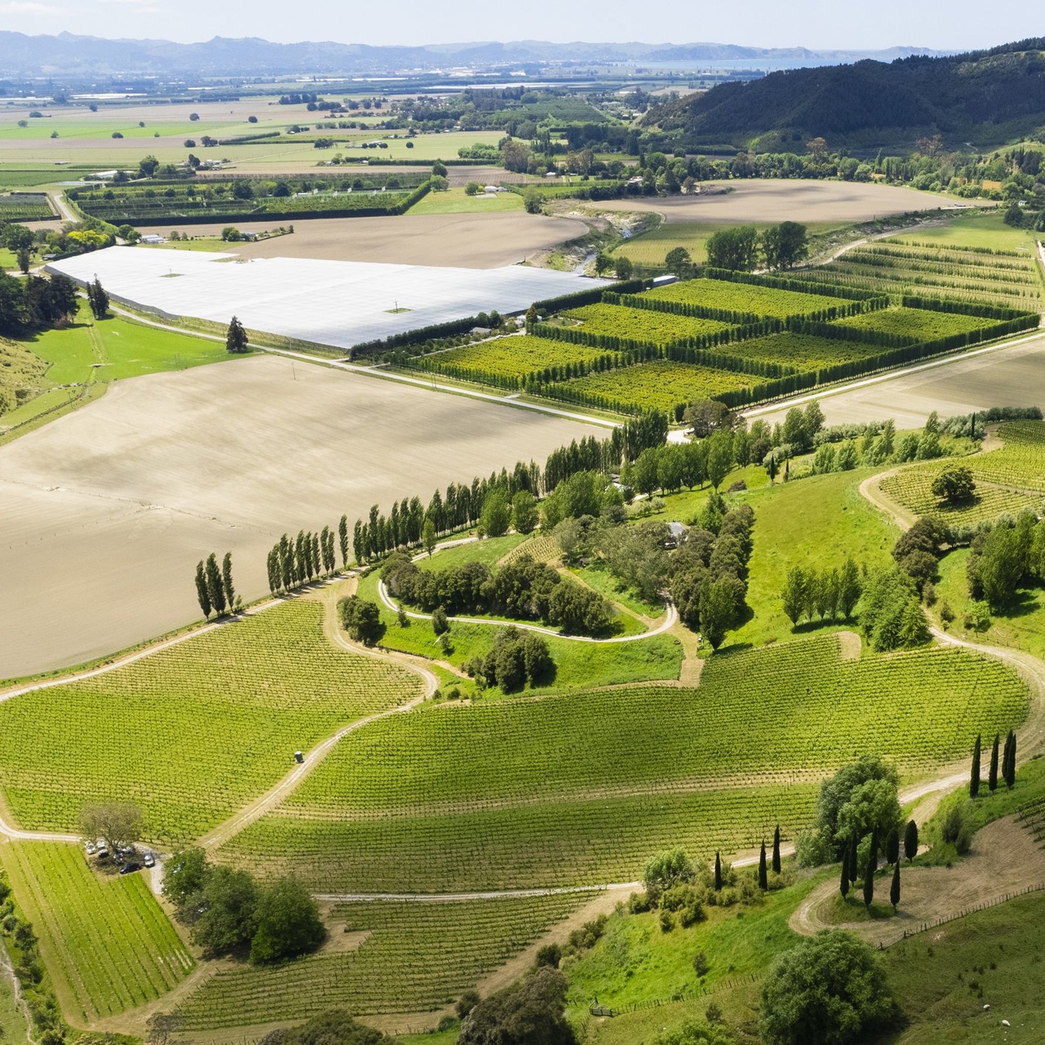 Millton La Cote Pinot Noir 2024