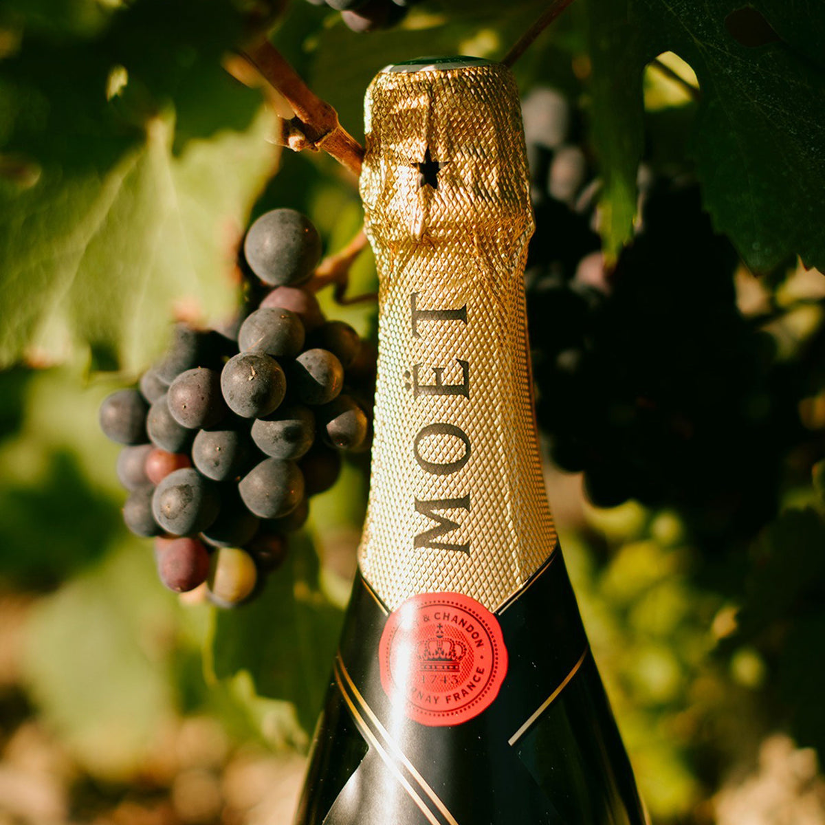 Moet & Chandon Impérial Brut NV (Congratulations Gift Box) - Kent Street Cellars