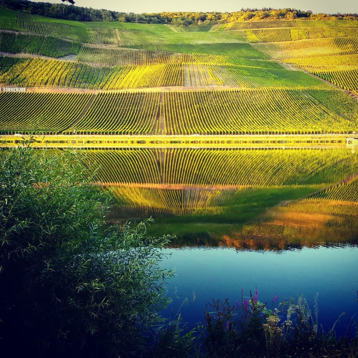 Mosel Vineyard Reflection - Kent Street Cellars