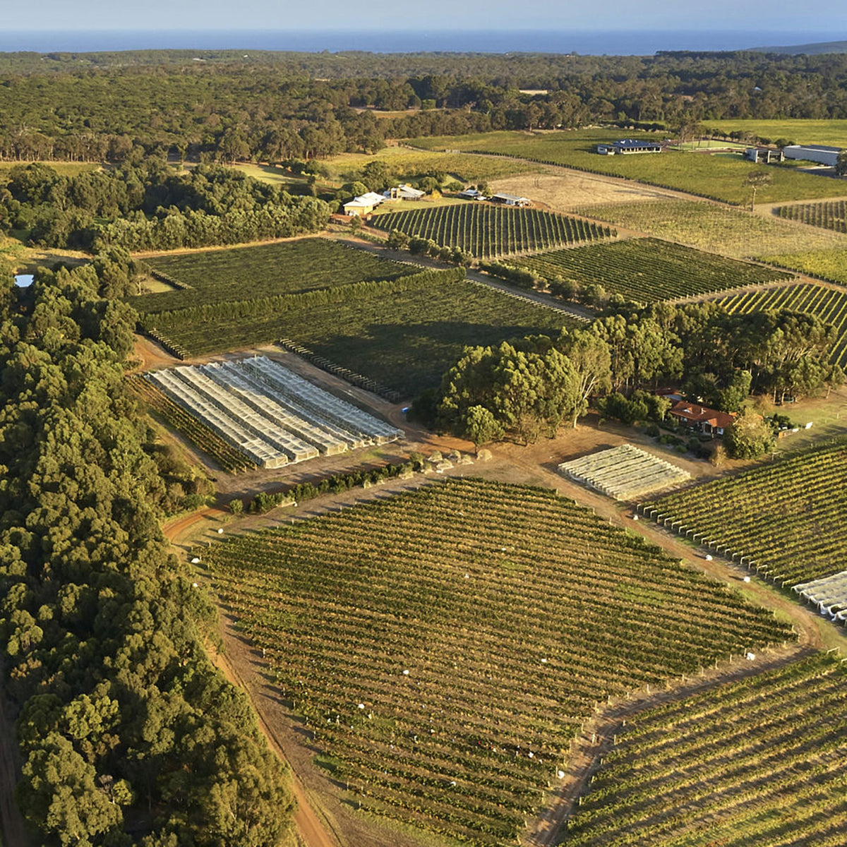 The 2022/23 growing season was exceptionally favourable, with 1114mm of rain - 9% above average - providing ample soil moisture. Flowering conditions were ideal, with just 38.6mm of rain and minimal temperature drops, setting the stage for a strong season. - Kent Street Cellars