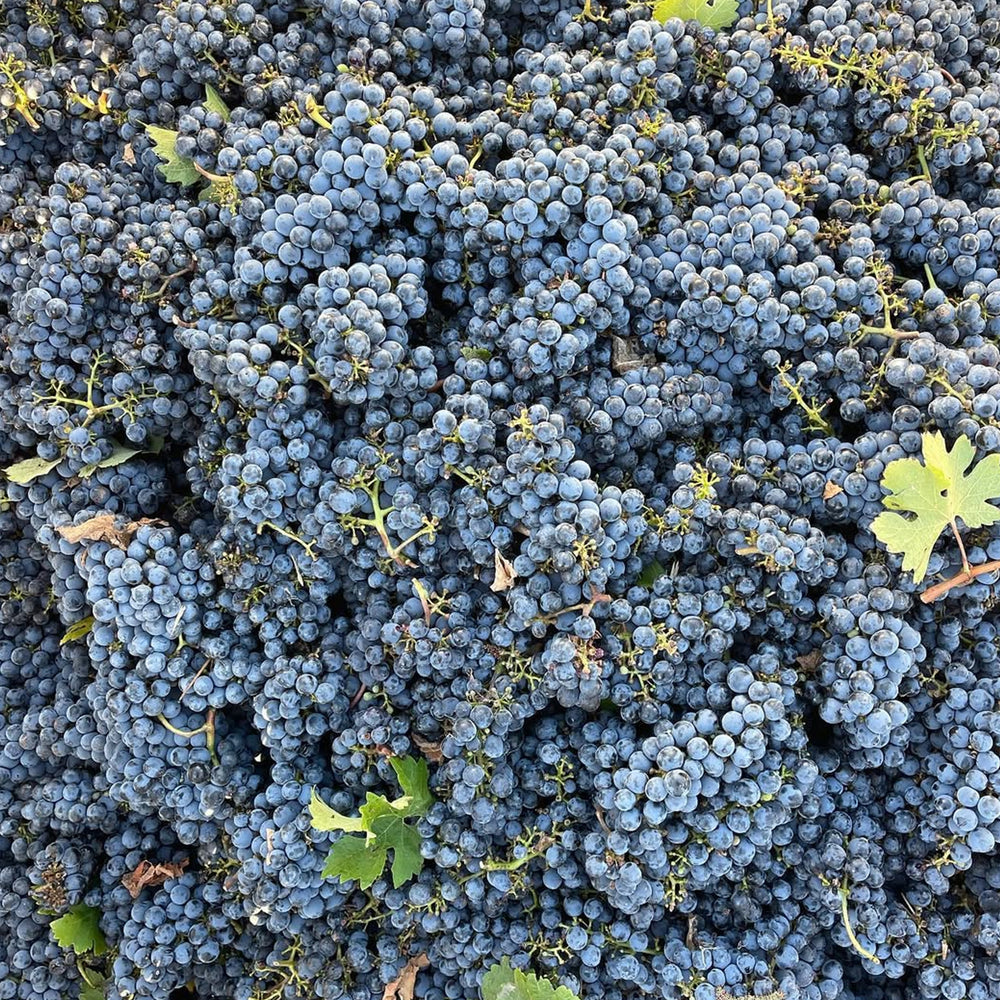 Mount Mary Quintet 2011