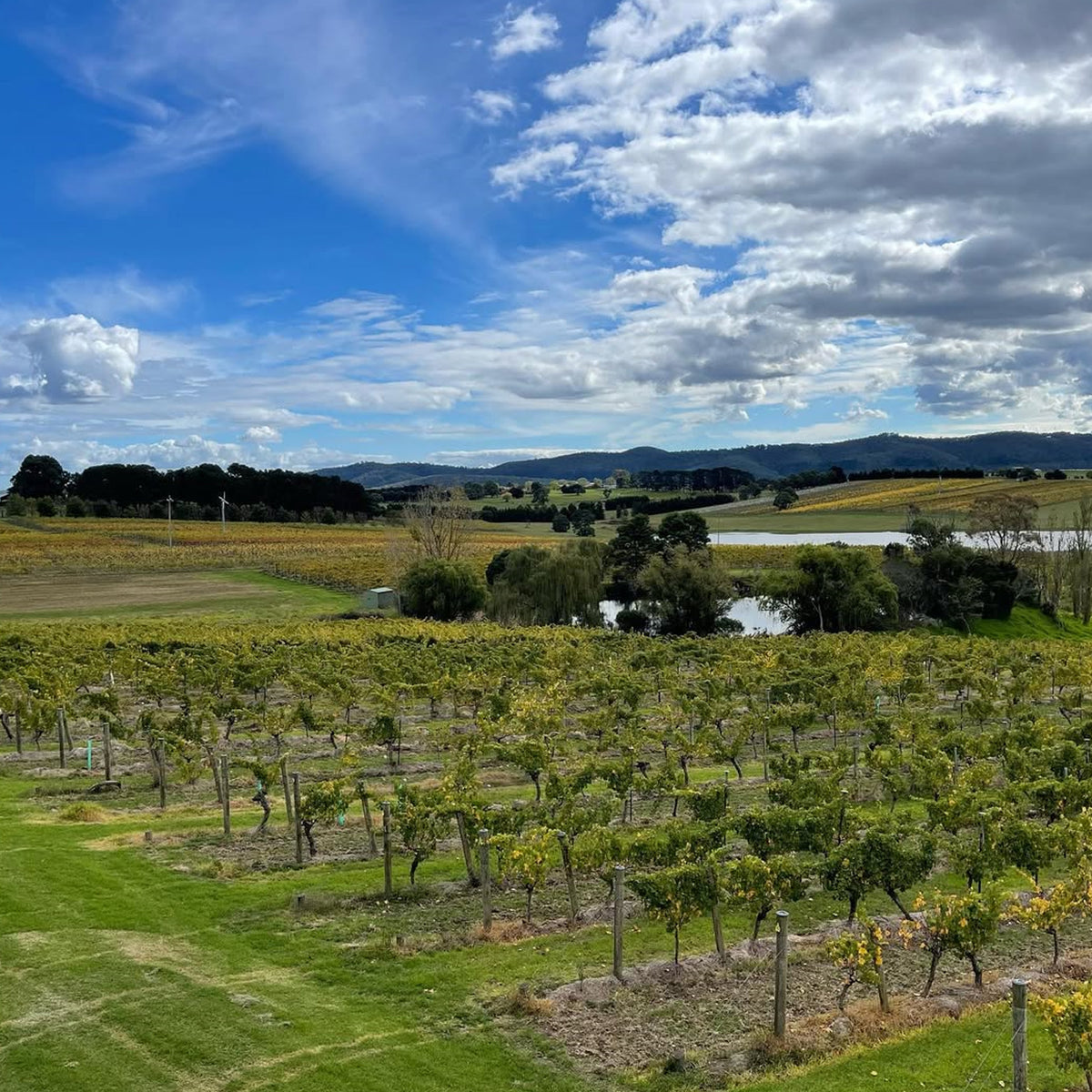 Mount Mary Reflexion Cabernets 2023