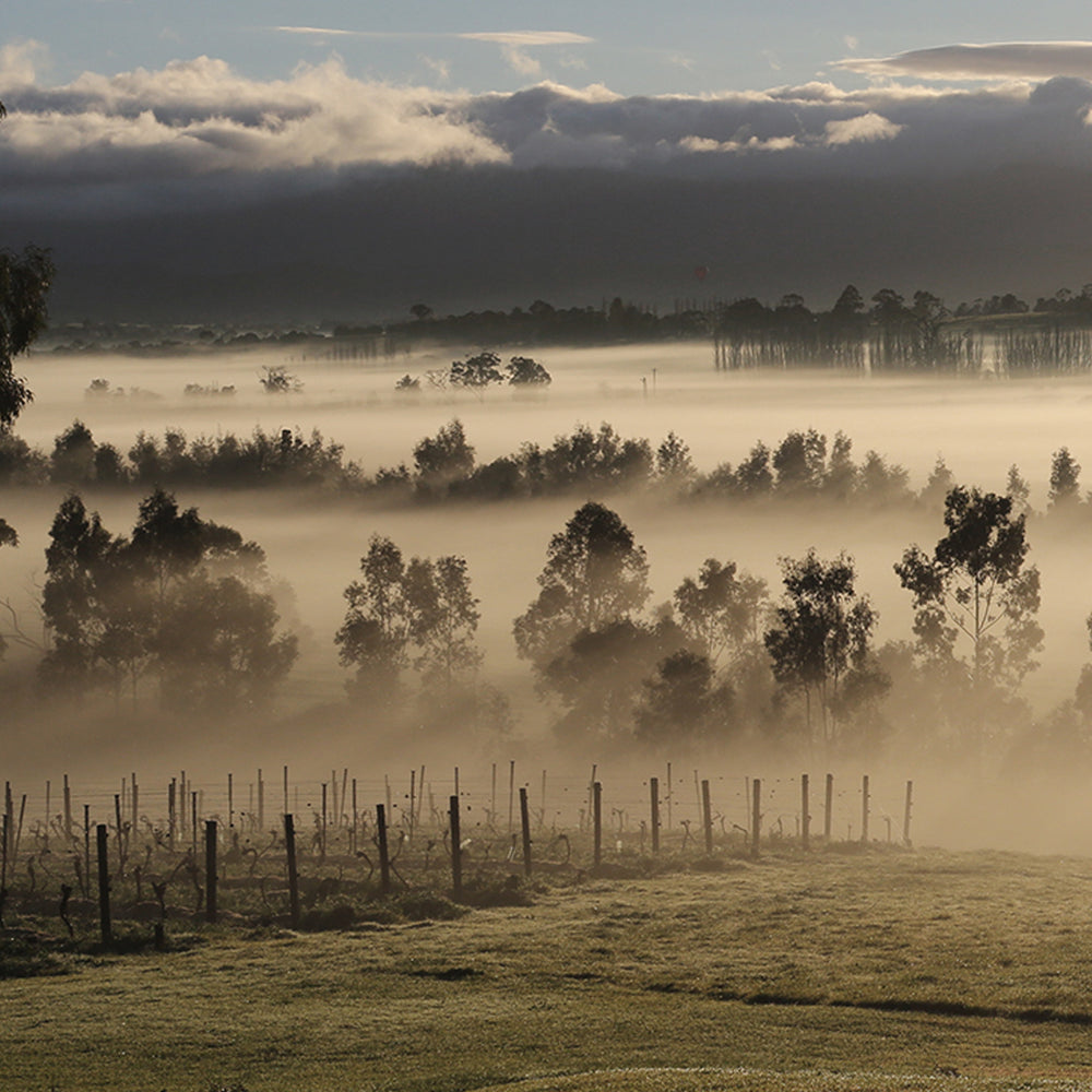 Mount Mary Quintet 2011