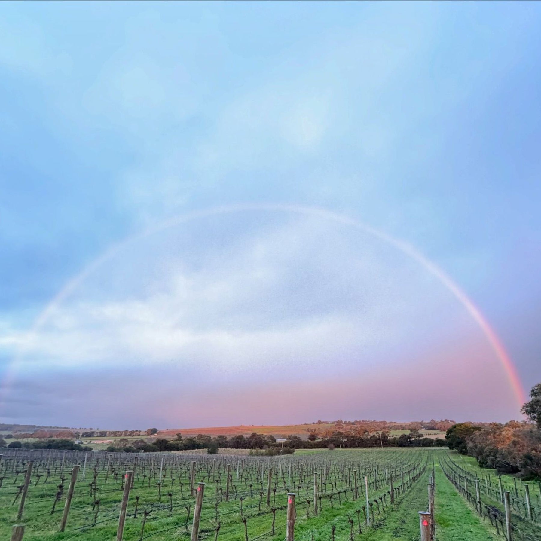 Beautiful Geelong. Mulline 'Best Value Winery', Halliday’s 2025 Wine Companion - Kent Street Cellars