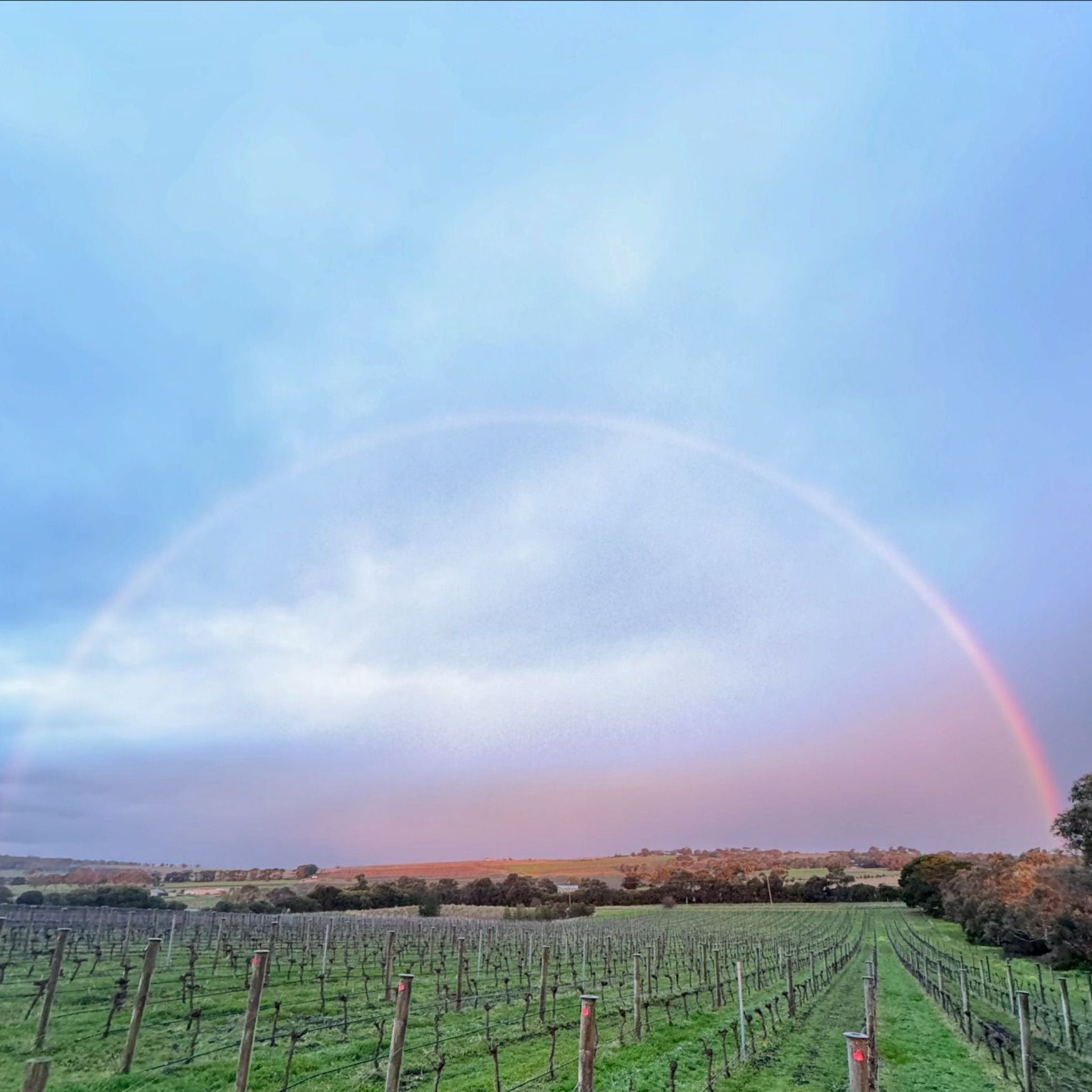 Mulline Sauvignon Blanc 2024