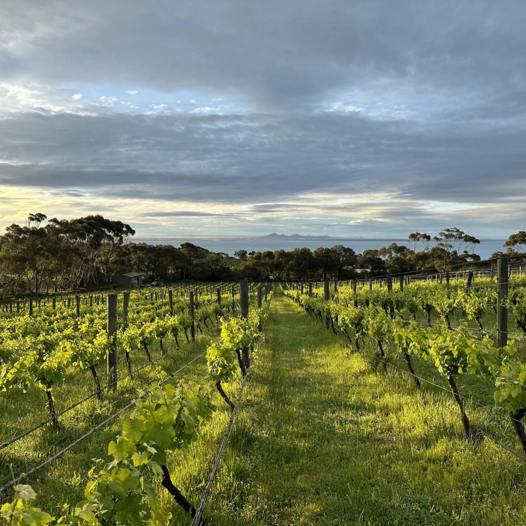  Mulline has collaborated with local growers and sourced fruit across the region, aiming to create remarkable cool climate wines that enhance appreciation for Geelong’s distinctive subregions: Moorabool Valley, Bellarine Peninsula, and Surf Coast. - Kent Street Cellars