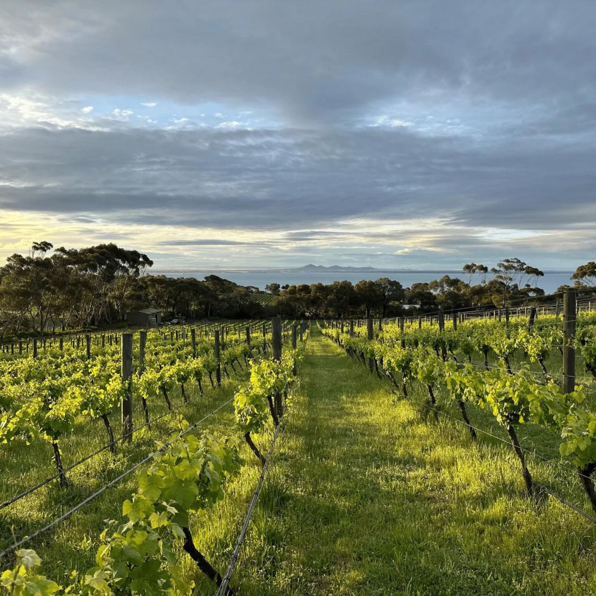  Mulline has collaborated with local growers and sourced fruit across the region, aiming to create remarkable cool climate wines that enhance appreciation for Geelong’s distinctive subregions: Moorabool Valley, Bellarine Peninsula, and Surf Coast. - Kent Street Cellars