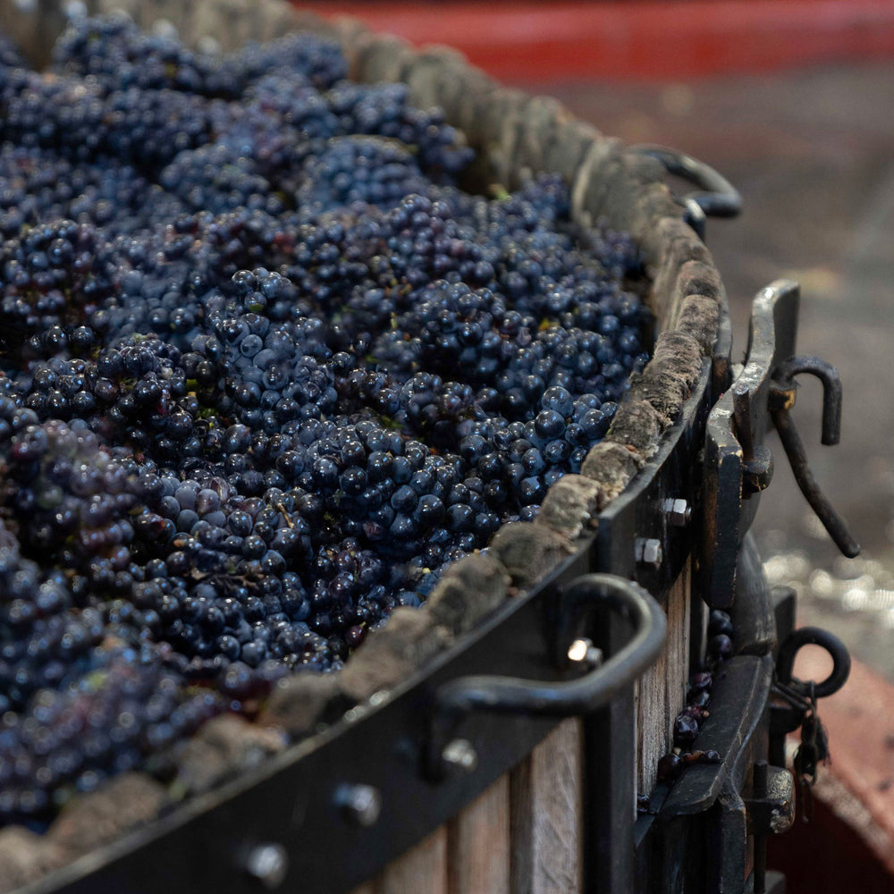 G.H. Mumm Cordon Rouge Brut NV Twin Flute Gift Pack