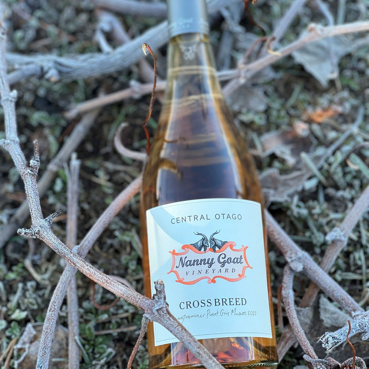 Nanny Goat Cross Breed 2023 - Kent Street Cellars
