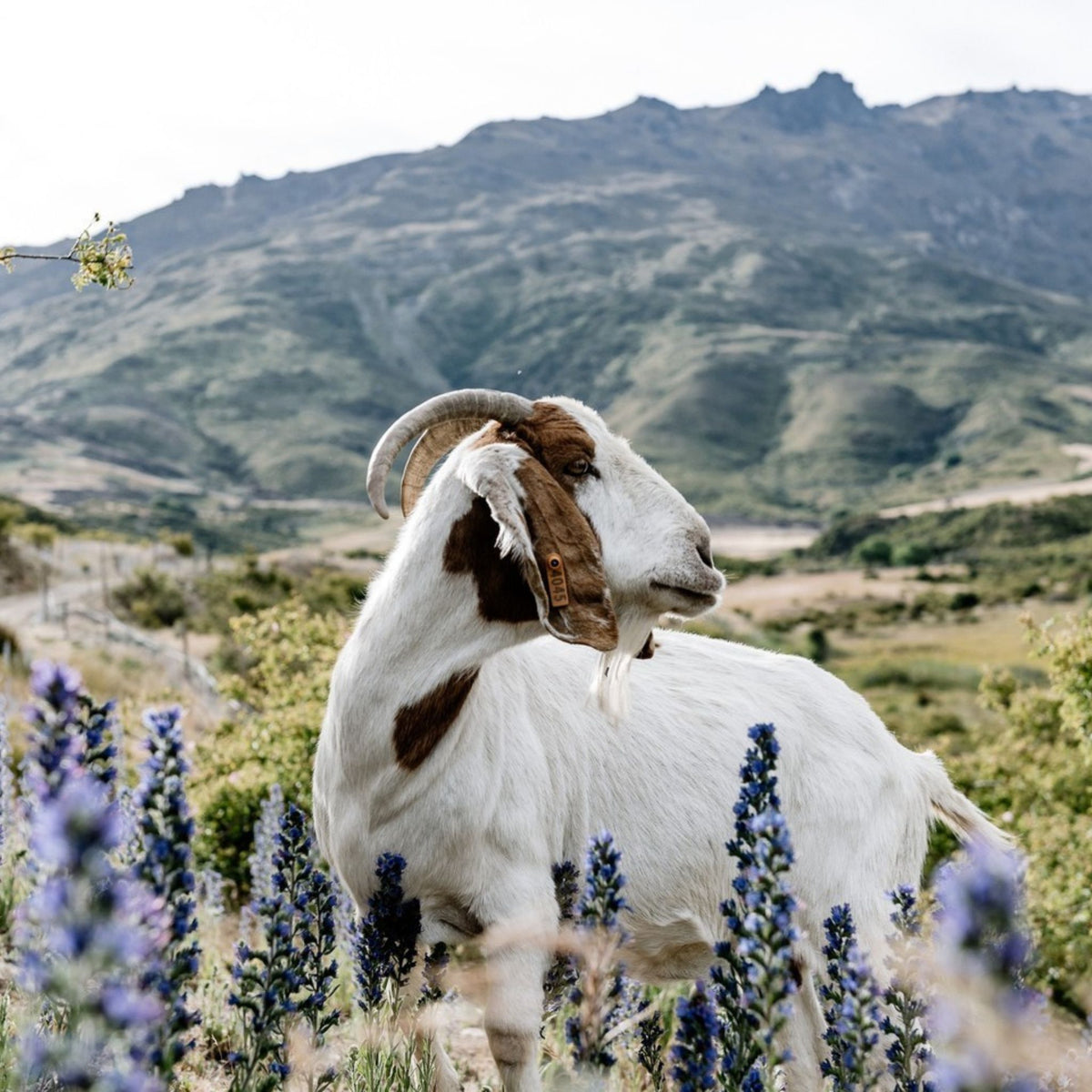 Nanny Goat is inspired by the resilient Mountain Goats of Central Otago - Kent Street Cellars