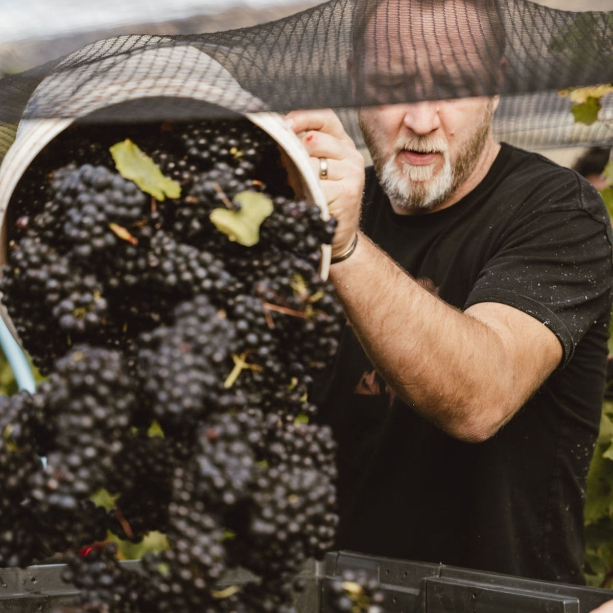 Winemaker Alan Peters-Oswald Grape Harvest - Kent Street Cellars