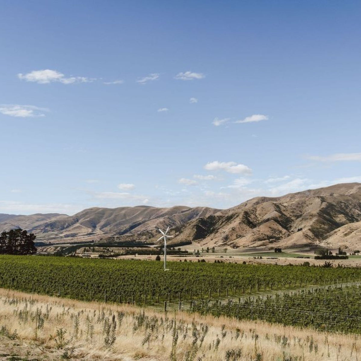  Nanny Goat is inspired by the resilient Mountain Goats of Queensberry - Kent Street Cellars