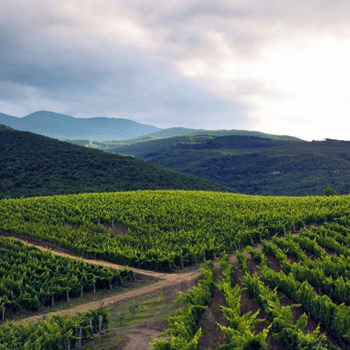 In Naoussa, their 58 Ha vineyard is located on the east slopes of Mount Vermion, situated at an altitude of 250 to 350m above sea level on sandy, clay soils - Kent Street Cellars