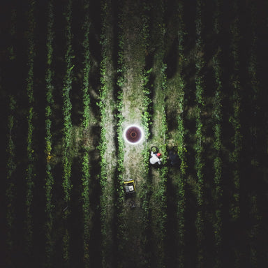 Vranken Night Harvest - Kent Street Cellars