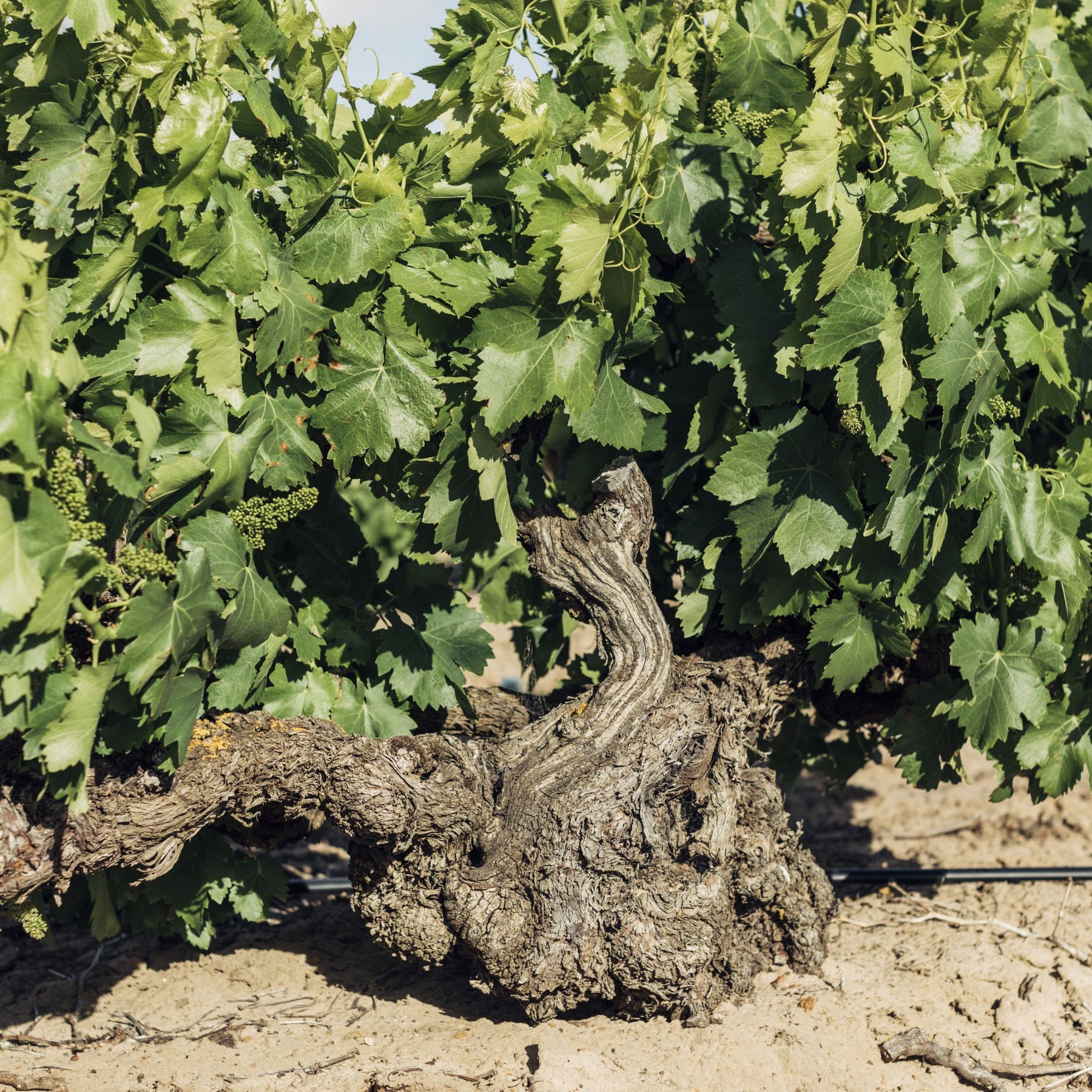 Old Vine Grenache in Barossa - Kent Street Cellars