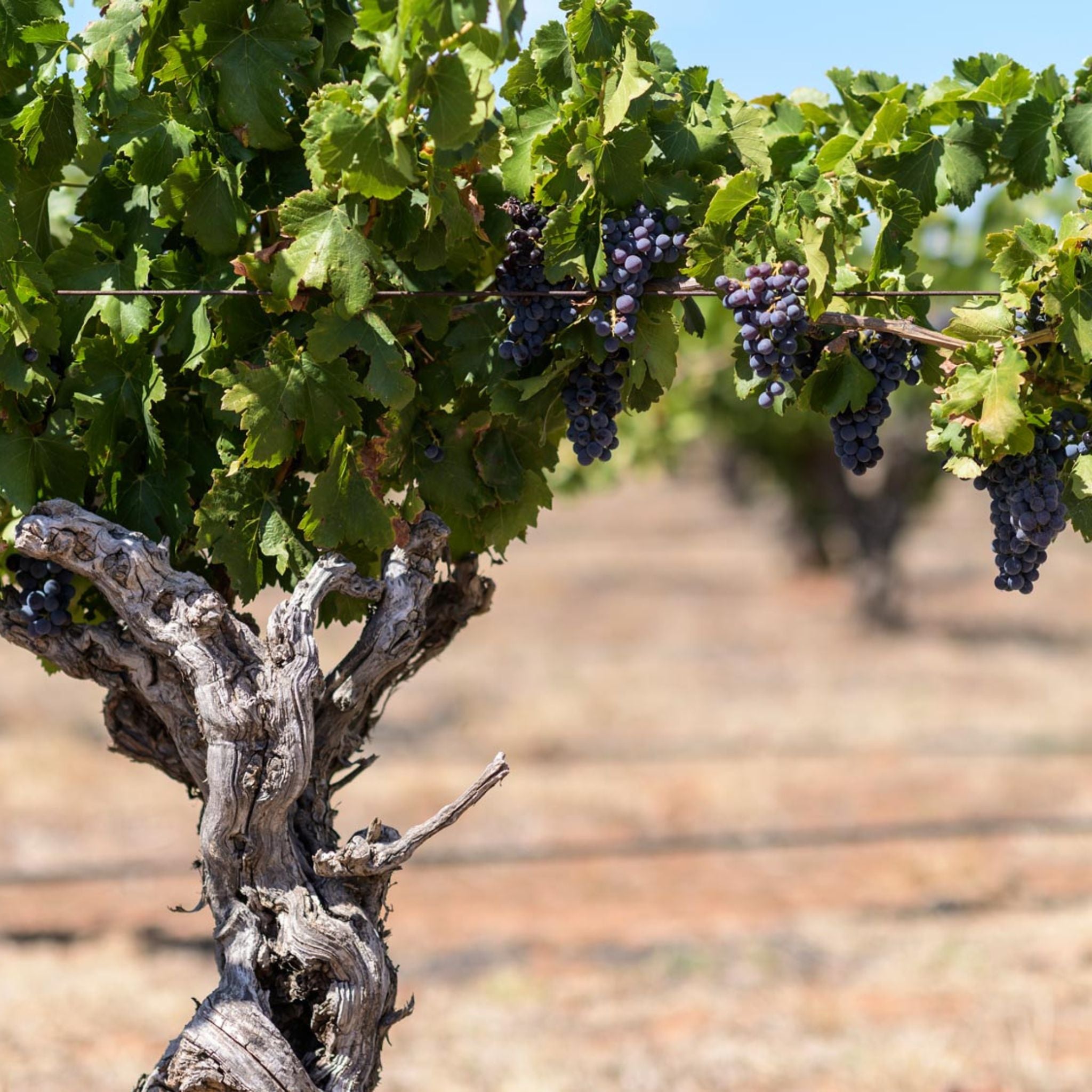 Ben Glaetzer Wallace Shiraz Grenache 2021