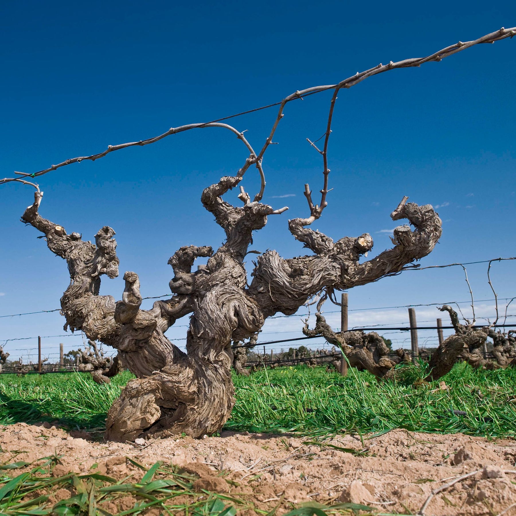 Ben Glaetzer Eye of Ra Shiraz 2018