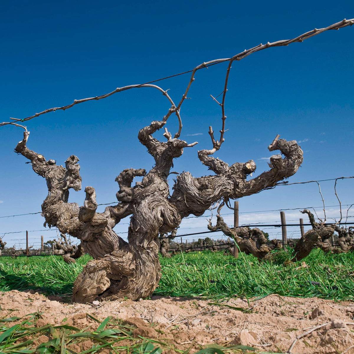 Ben Glaetzer Eye of Ra Shiraz 2016
