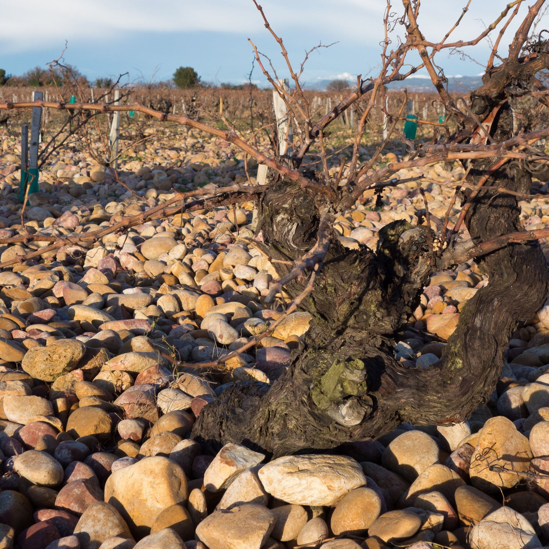 La Crau Vineyard Galet River Rocks - Kent Street Cellars