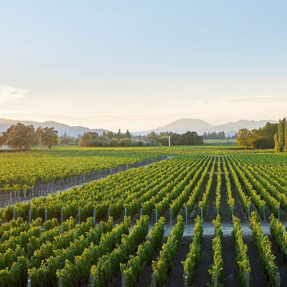 The Vineyard brand story