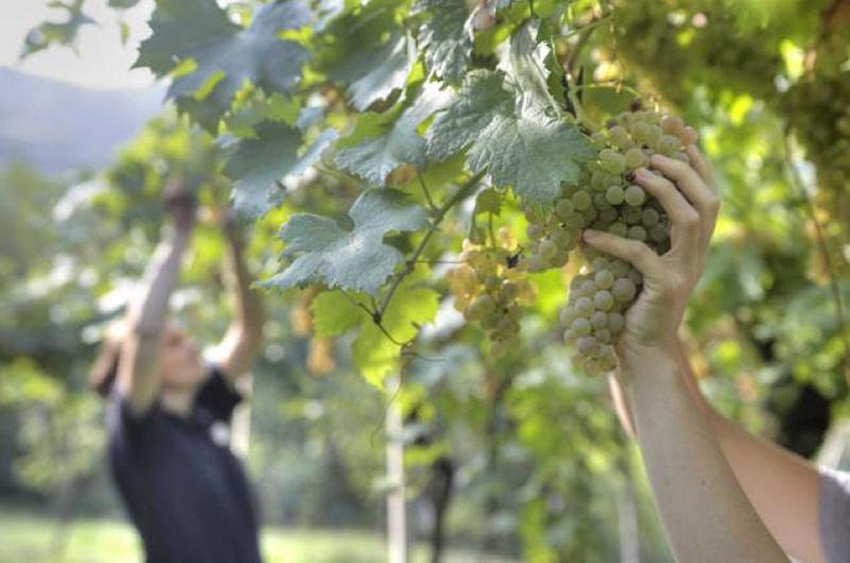 Suavia Monte Carbonare Soave Classico 2021 - Kent Street Cellars