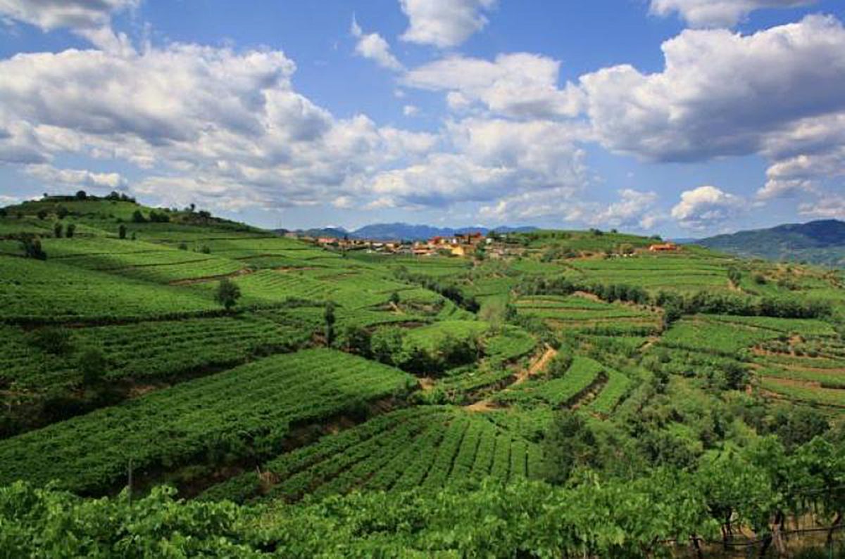 Suavia Soave Classico 2022 - Kent Street Cellars