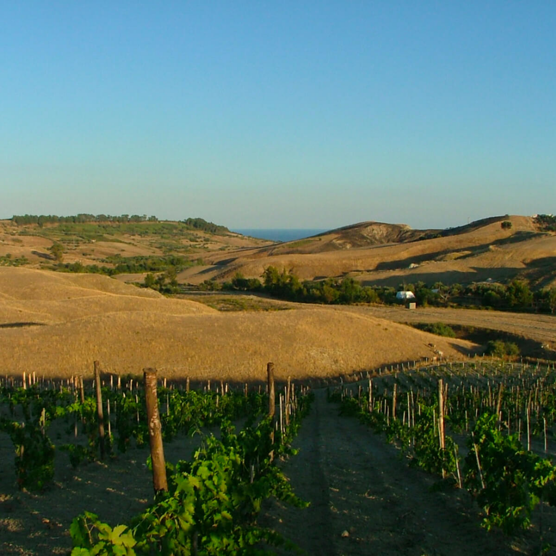 Cantine Lavorata Nero D'Avola 2021 - Kent Street Cellars