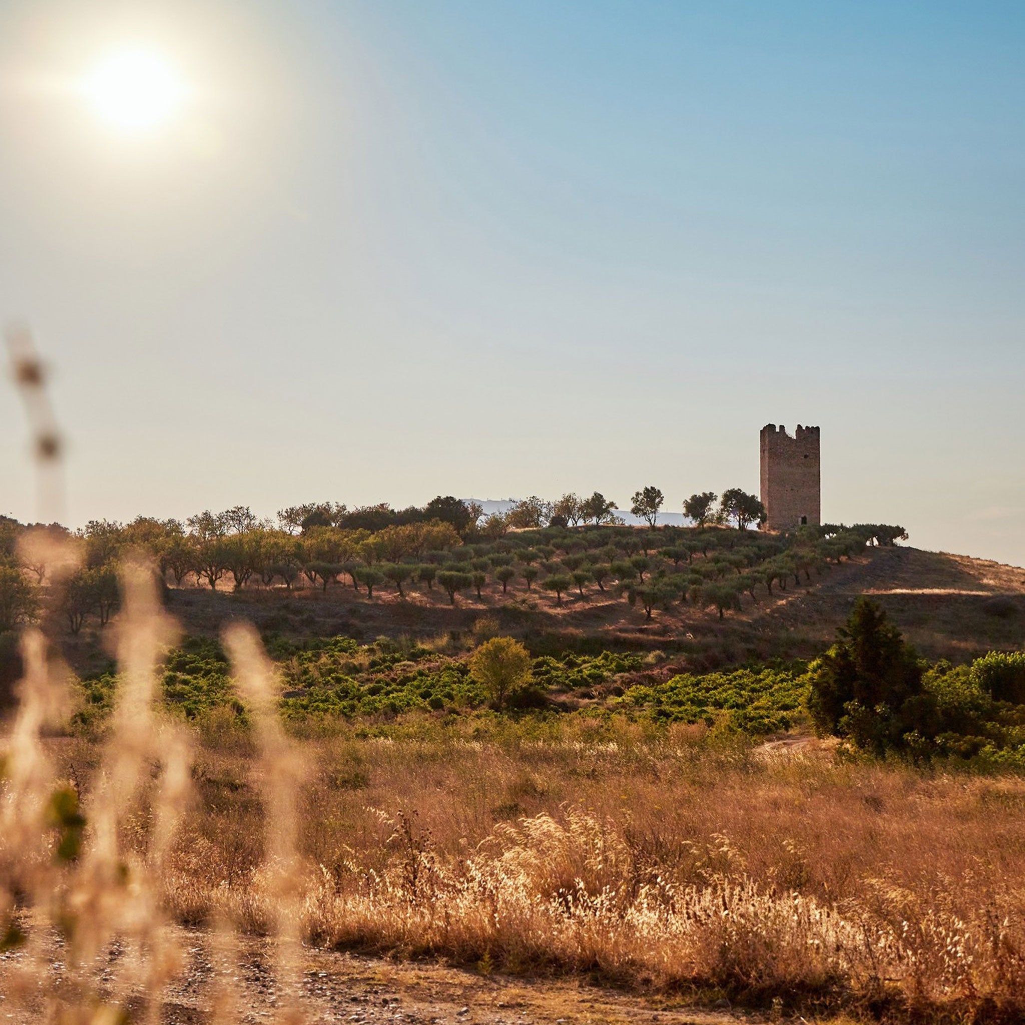 Papagiannakos Retsina 2024