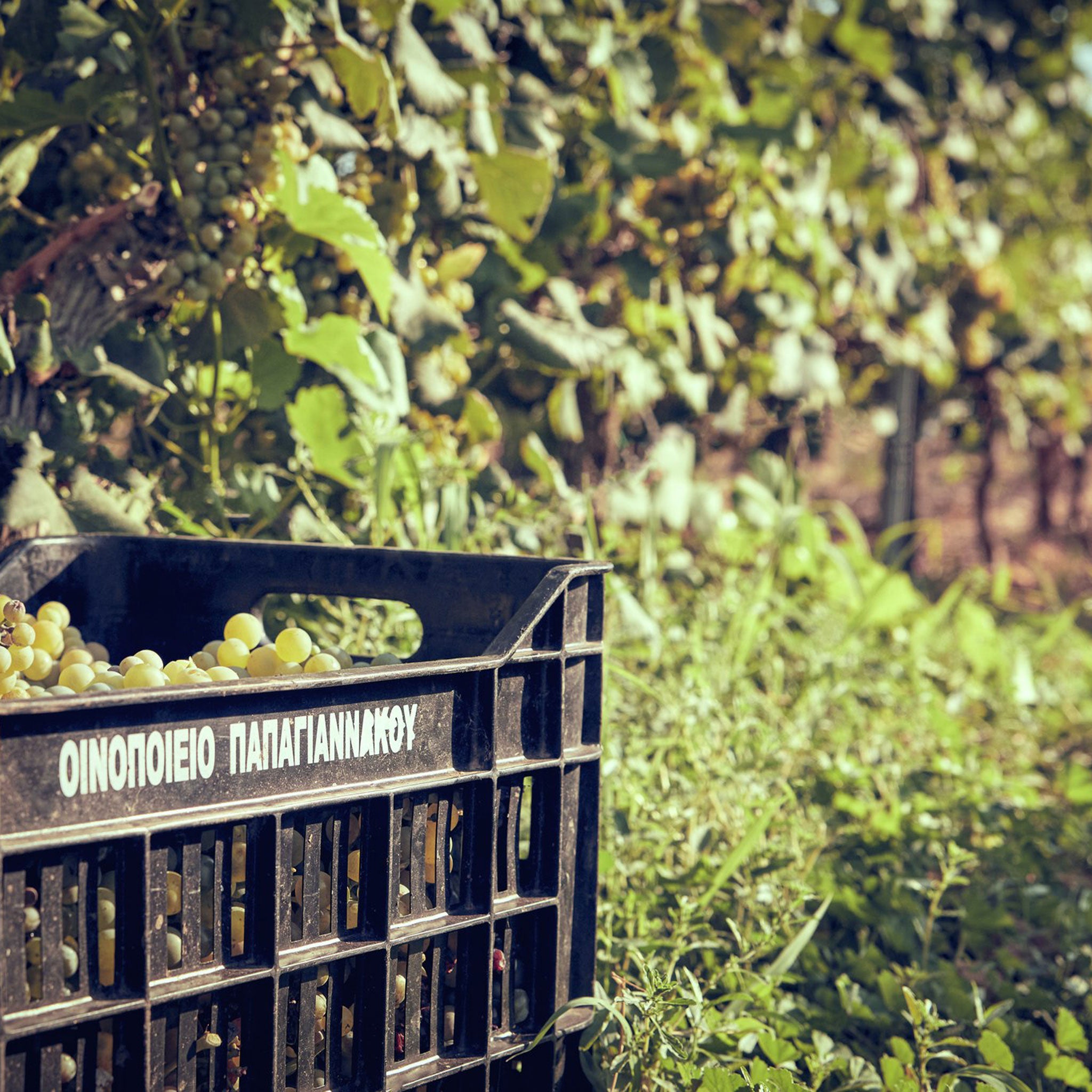 Papagiannakos Retsina 2024