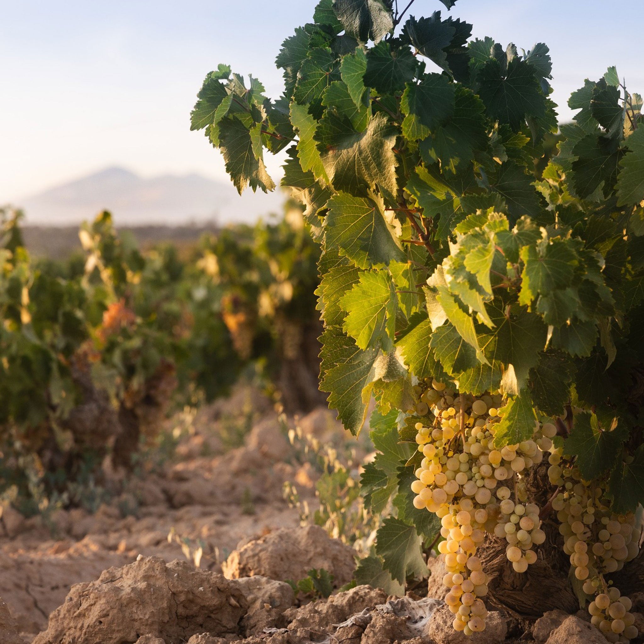 Papagiannakos Retsina 2024