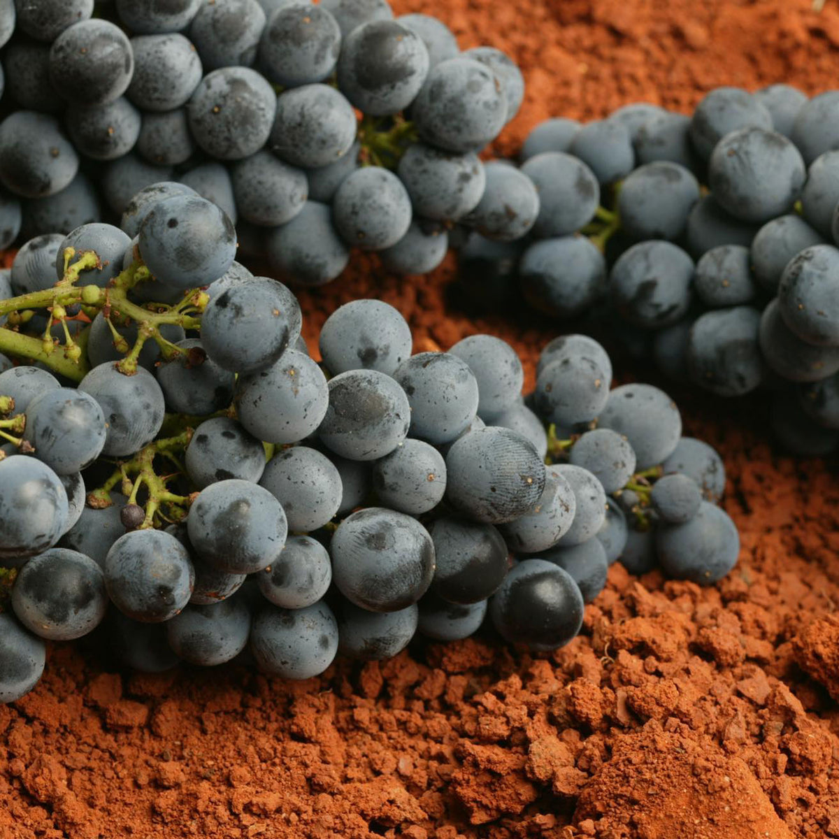 Parker Coonawarra Estate First Growth Cabernet Sauvignon 2020 - Kent Street Cellars