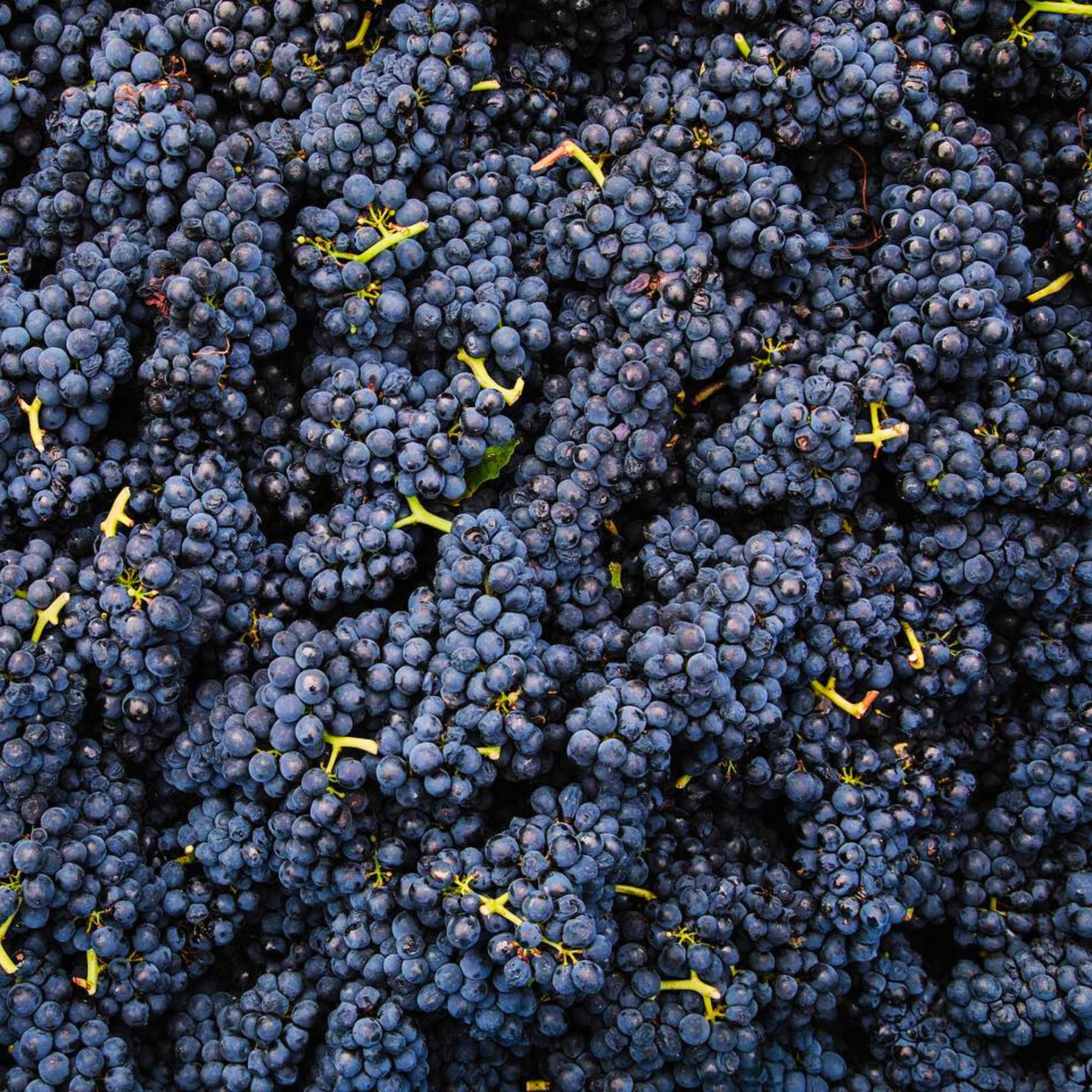Pinot Noir Bunches - Kent Street Cellars