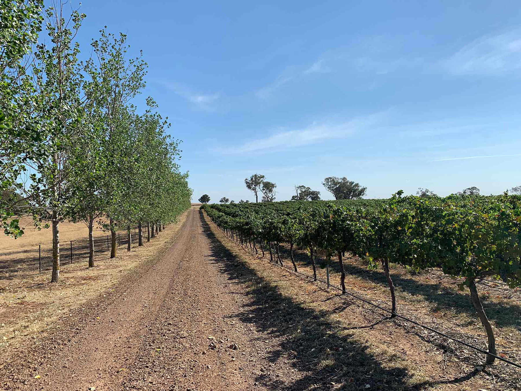 Printhie Topography Cabernet Sauvignon 2021