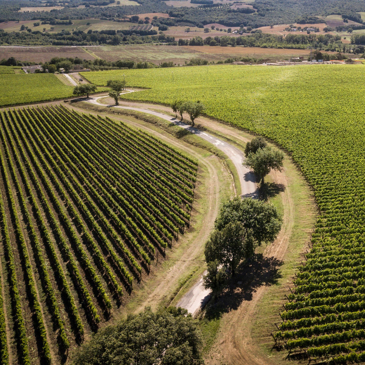 Marchesi Antinori Pian Delle Vigne Brunello Di Montalcino Vineyard
