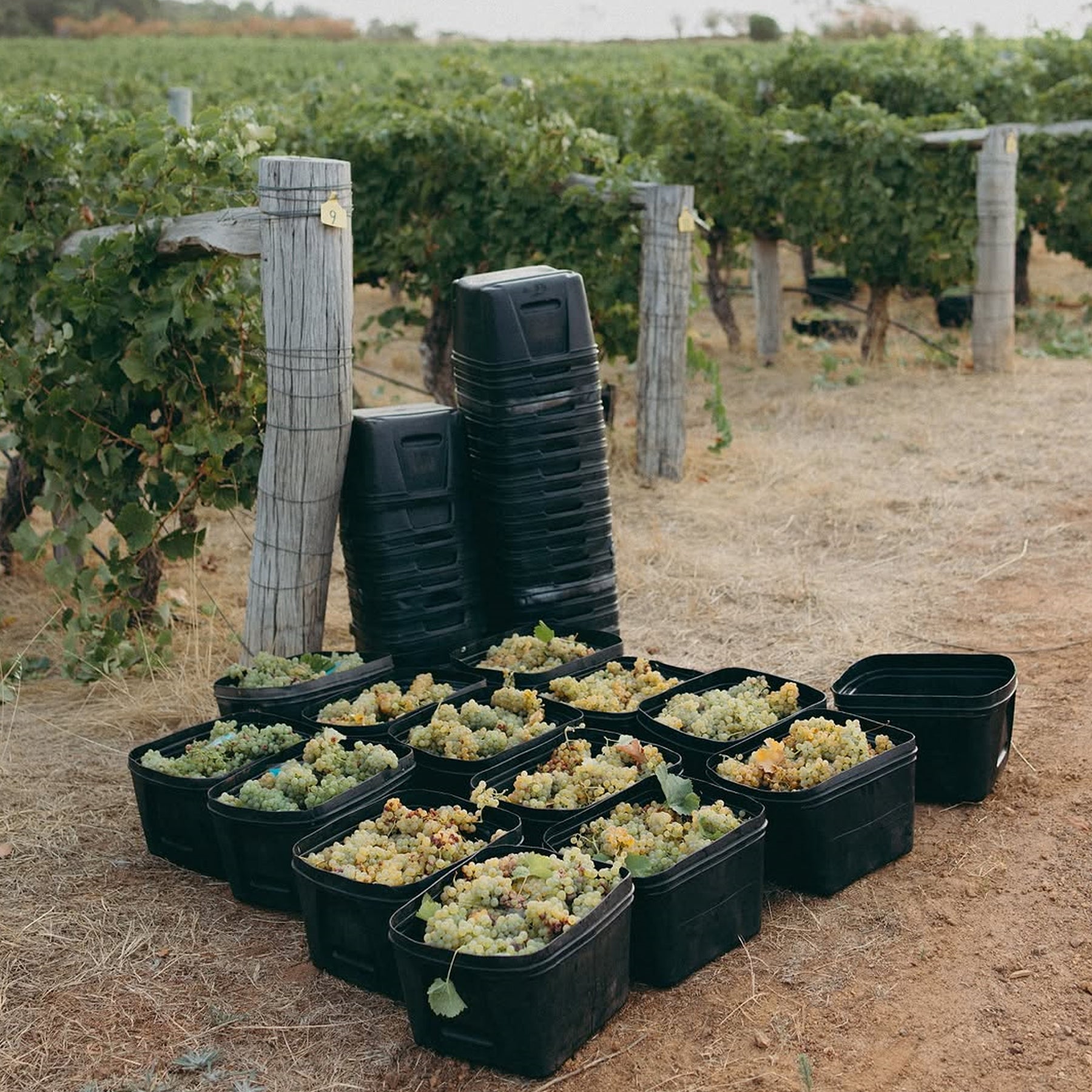 Pierro Fire Gully Chardonnay 2024