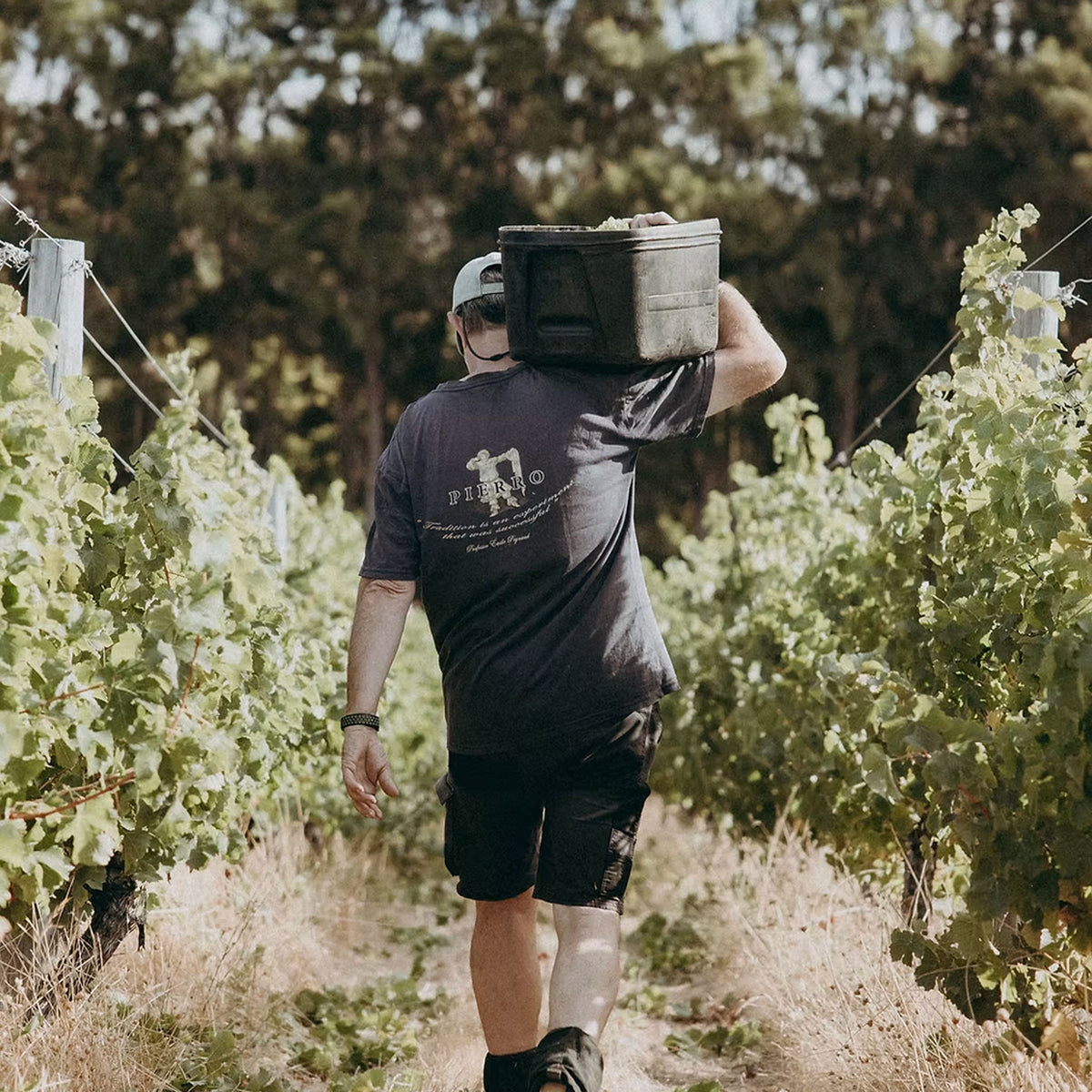 Pierro Chenin Blanc 2022