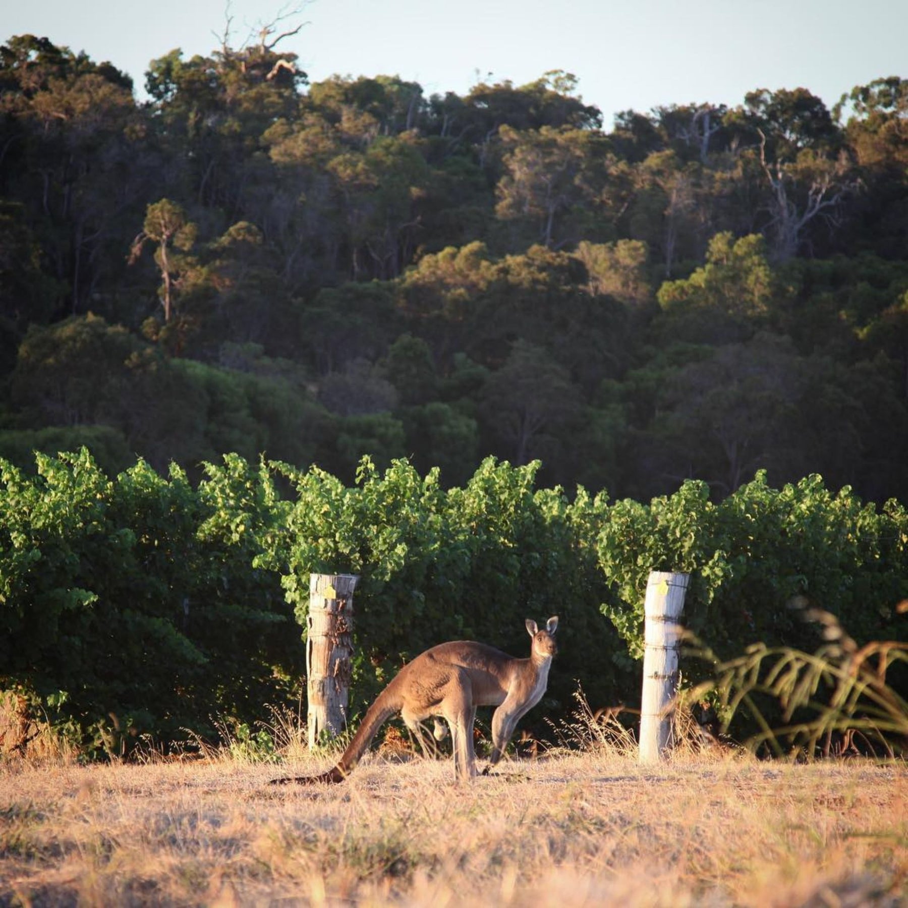 Pierro Fire Gully Sauvignon Blanc Semillon 2022