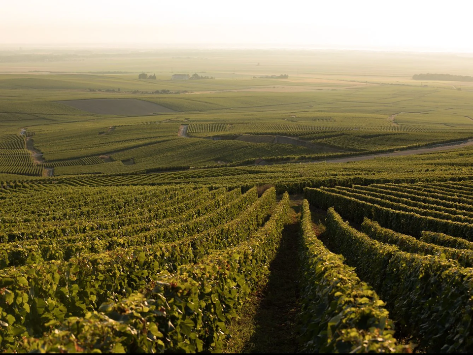 The Vineyard brand story