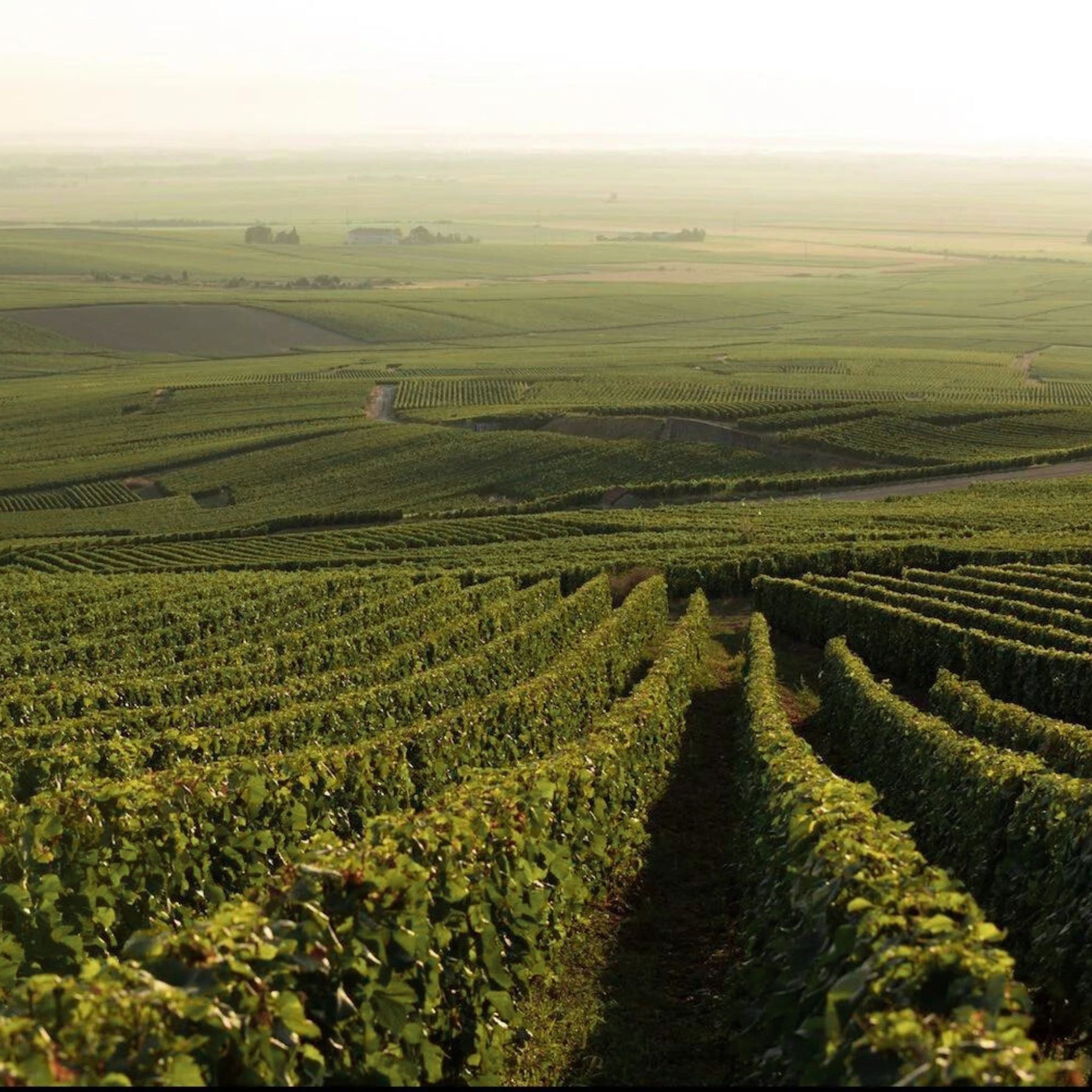 The passion and connection to nature is still alive today, inciting Maison Perrier-Jouët to constantly re-examine the complex web of relations which link all of the many species that make up the Champagne ecosystem. The principles of regenerative viticulture are applied in the vineyards, including tilling the soil to encourage root growth, as well as grassing over to increase the fertility and drainage capacities of the soil, allowing for optimum water retention. - Kent Street Cellars