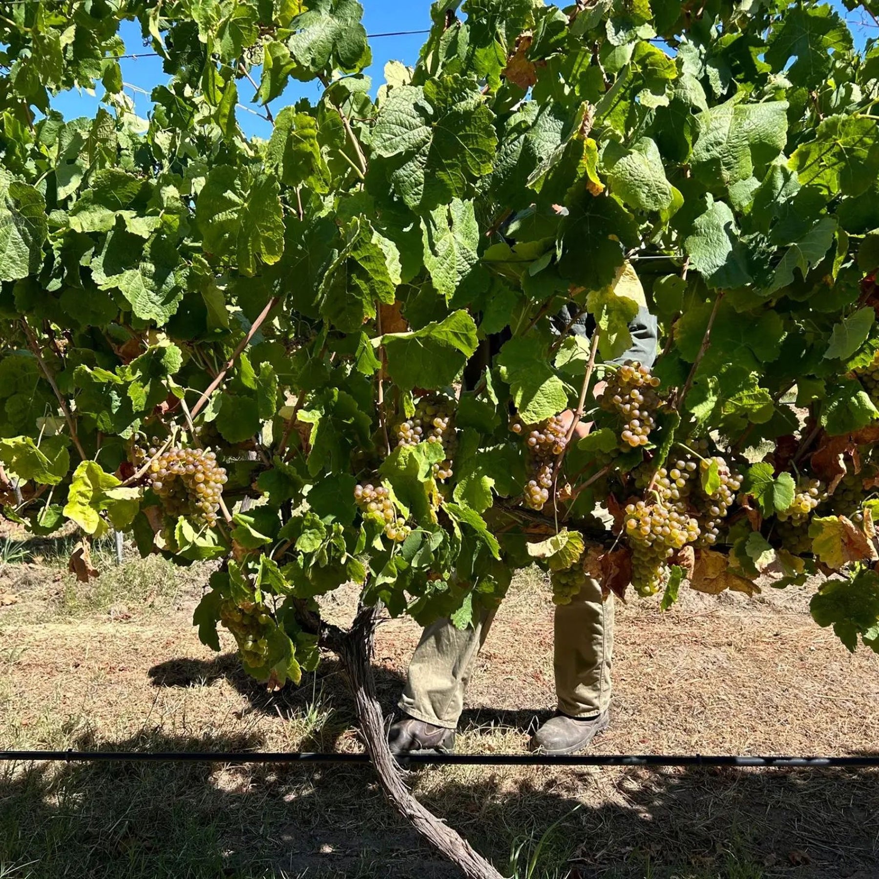 Place of Changing Winds Harcourt Marsanne Roussanne 2022 - Kent Street Cellars