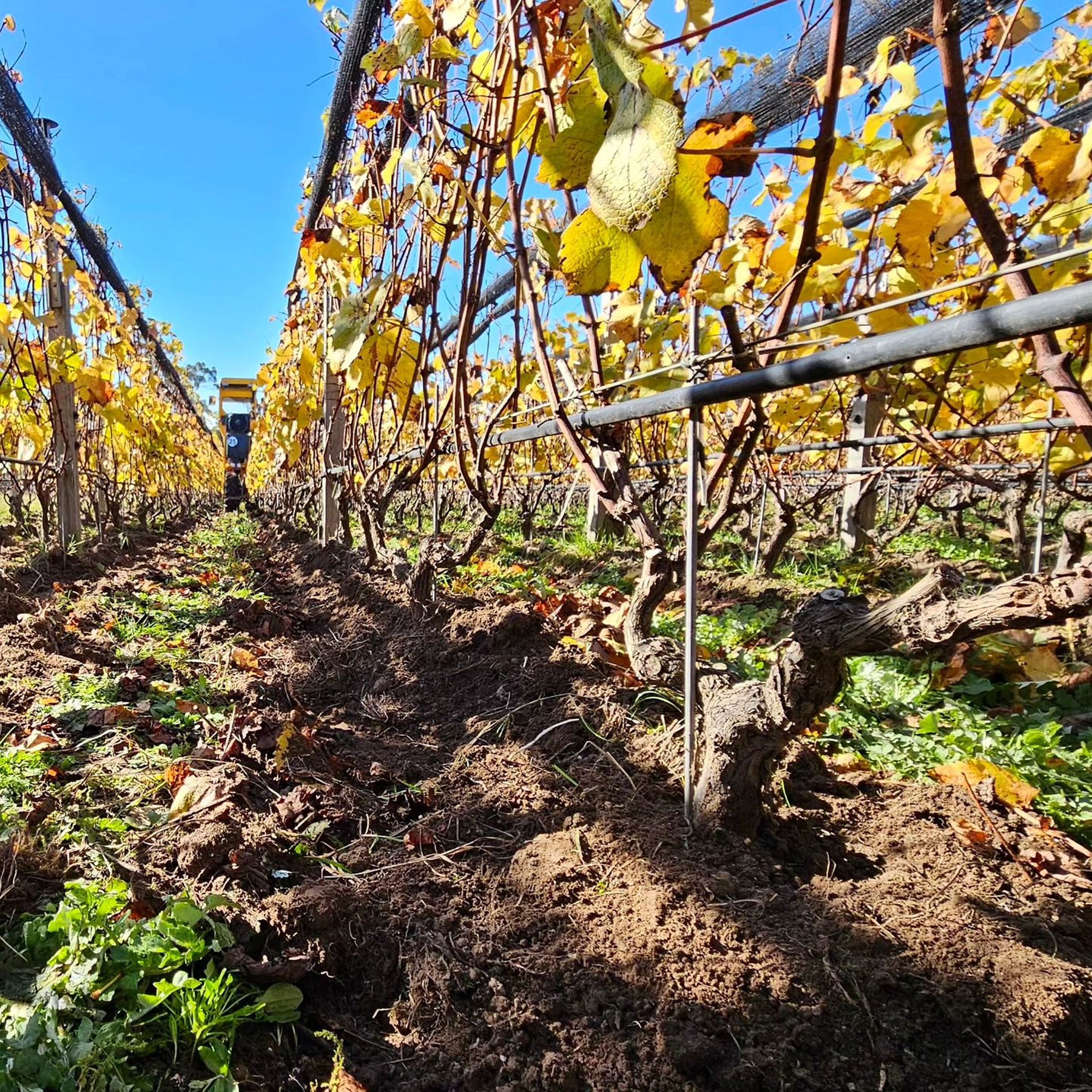 Place of Changing Winds Harcourt Marsanne Roussanne 2022 - Kent Street Cellars